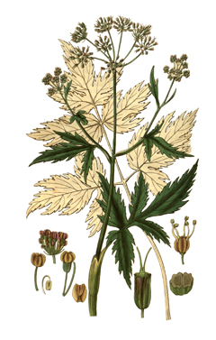 Arracacia xanthorrhiza Peruvian Parsnip, Arracacha